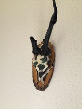 Rehgehörn geweih hirschgeweih gebraucht kaufen  Engelskirchen