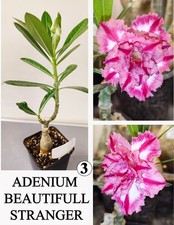 Adenium beautifull stranger gebraucht kaufen  Wermsdorf