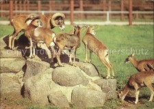 Tiere muffelwild hirschfeld gebraucht kaufen  Deutschland