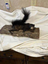 Vintage taxidermy black for sale  Canton