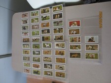 Hornimans tea dogs for sale  BRADFORD