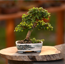 Rare lillput portulacaria for sale  RUGELEY