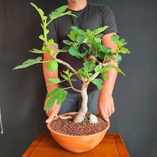 Pre bonsai fico usato  San Pancrazio Salentino