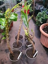 Frangipani white plumeria for sale  WEMBLEY