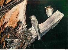 Animaux oiseaux gobe d'occasion  Fruges