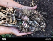 500 bulbi aglio usato  Petacciato