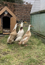 Indian runner duck for sale  BARROW-IN-FURNESS