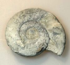 Uralte versteinerung fossil gebraucht kaufen  Althegnenberg