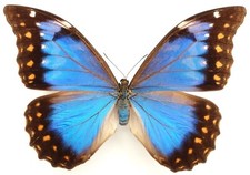 Morpho anaxibia female gebraucht kaufen  München