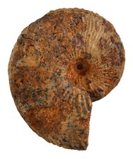 Malm proscaphites anar gebraucht kaufen  Erlangen