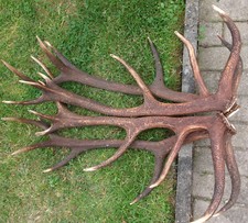 Paare geweihstangen hirschgewe gebraucht kaufen  Frankenblick, Schalkau