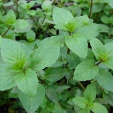 Usado, Lot De 100 Graines De Menthe Poivrée Plante Aromatique Semences comprar usado  Enviando para Brazil