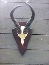 springbok horns for sale springbok horns for sale BILLINGHAM