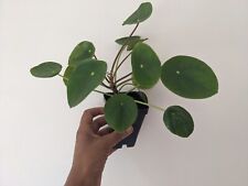 Pilea peperomioides chinese for sale  North Hampton