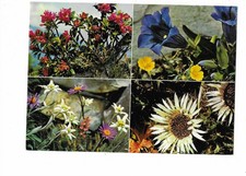 alpenrose gebraucht kaufen alpenrose gebraucht kaufen Petersberg, Wettin-Löbejün