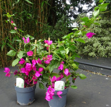 Large bougainvillea full for sale  CREWE