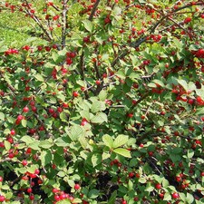 Prunus tomentosa cerisier d'occasion Prunus tomentosa cerisier d'occasion  Pouzauges