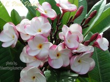 Rare j.l. pink for sale  Honolulu