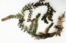 Portion hornkraut ceratophyllu gebraucht kaufen  Gelsenkirchen