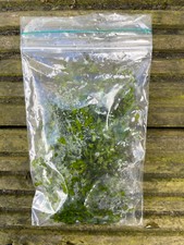 Ivy leaf duckweed for sale  ERITH