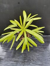 Rhapis excelsa diamond d'occasion  Basse-Goulaine