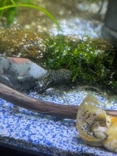 Pack unsexed bristlenose for sale  Albany