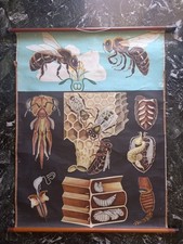Affiche pédagogique abeille d'occasion  Ollioules
