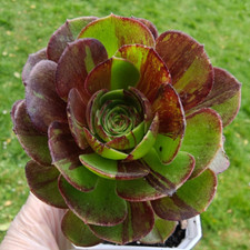 Aeonium pulidonis rooted for sale Aeonium pulidonis rooted for sale  LONDON