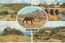 Animaux chevaux dartmoor d'occasion  Fruges