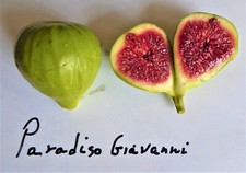 Paradiso giavanni fig for sale  Somerville