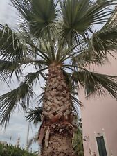 Palma washingtonia esemplare usato  Torchiarolo