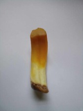 Boar fang boar for sale  Cleveland
