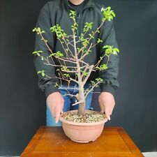 Pre bonsai prunus usato  San Pancrazio Salentino