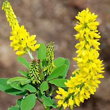 Honey clover seeds for sale  WARRINGTON