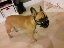 Usado, Focinho de couro para cachorro | Bulldog francês e similares | Leve, durável, elegante comprar usado  Enviando para Brazil
