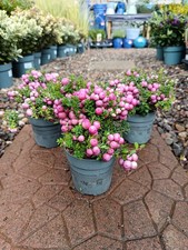 Gaultheria pink big for sale  LARGS