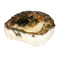 Fossilized wood mcbf03 d'occasion  Expédié en Belgium