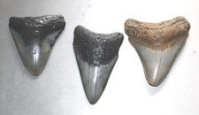 Stück megalodon hai gebraucht kaufen  Deutschland