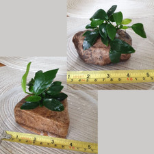 Anubias mini 10cm for sale  GLASGOW