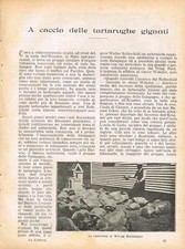 Caccia delle tartarughe usato  Roma
