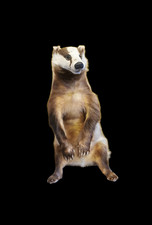 Taxidermy adult male for sale  DARLINGTON