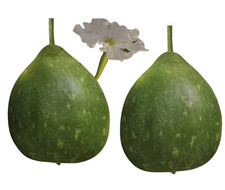 Round bottle gourd for sale  Bronx