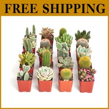 Hardy mini succulent for sale  Voorhees