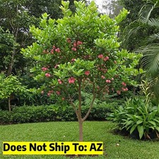 Achacha tree tall for sale  Vero Beach