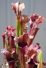 Live carnivorous pitcher for sale  West Covina