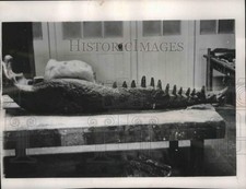 1952 Press Photo estojo de gesso da mandíbula inferior de crocodilo. - MJB39955 comprar usado 1952 Press Photo estojo de gesso da mandíbula inferior de crocodilo. - MJB39955 comprar usado  Enviando para Brazil