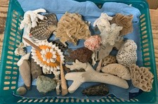 Muscheln steine sammlung gebraucht kaufen  Remscheid