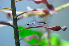 Pygmy cory 2cm for sale  UK