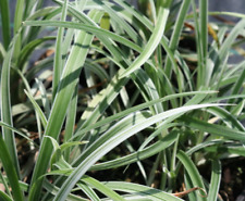 Liriope muscari silver for sale  Decatur