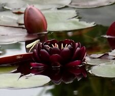 Nymphaea echte schwarzrote gebraucht kaufen  Erfurt